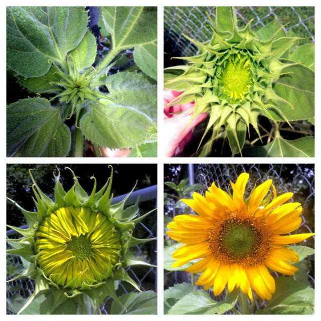 🌻Sunflower sun-fill Green