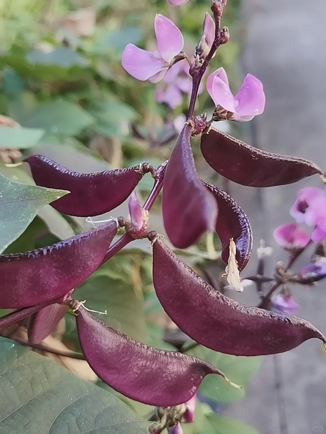 Purple Lentils Seeds