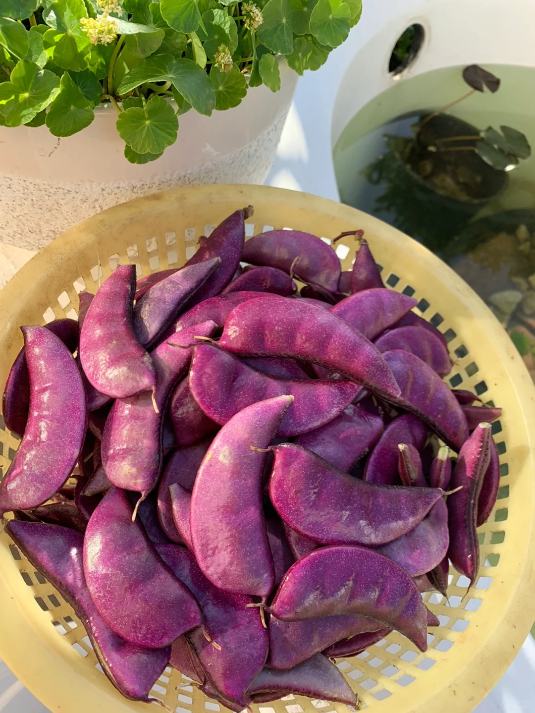 Purple Lentils Seeds