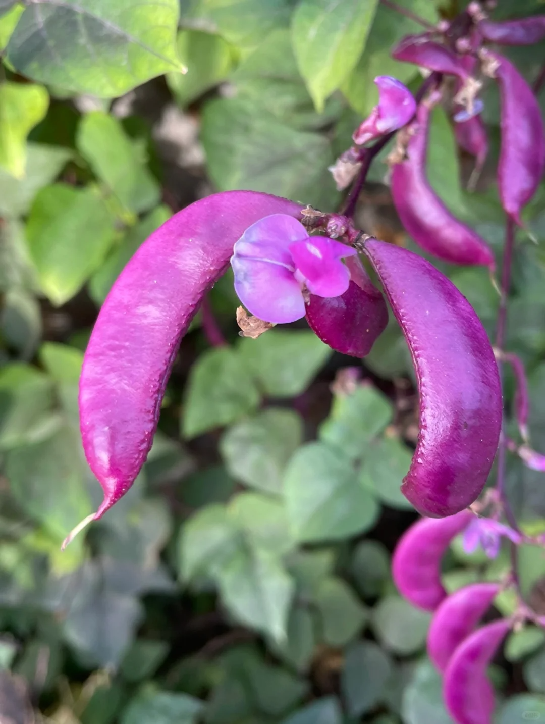 Purple Lentils Seeds