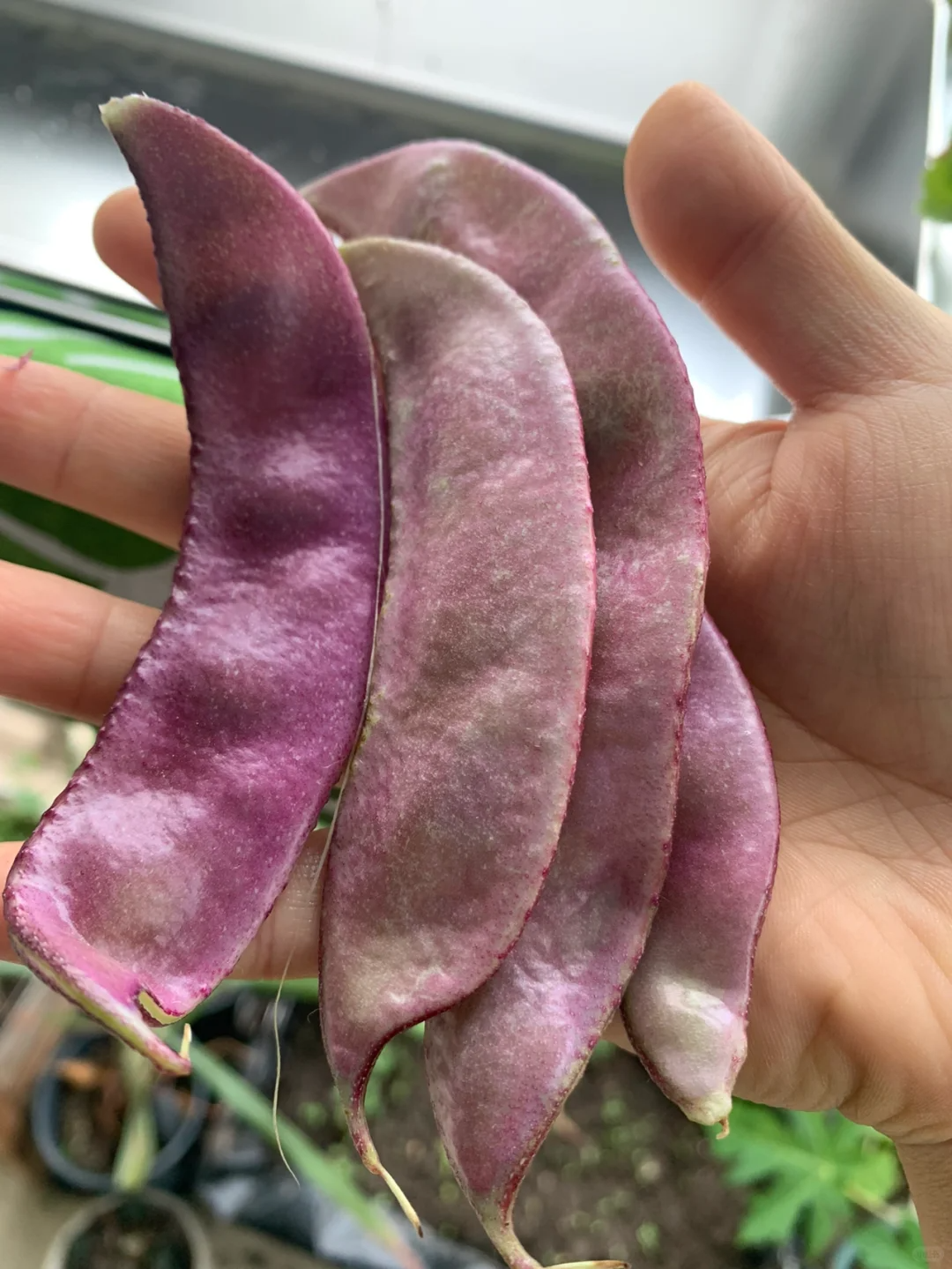 Purple Lentils Seeds