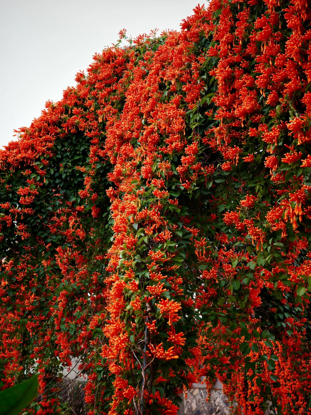 Firecracker Flowers Seeds