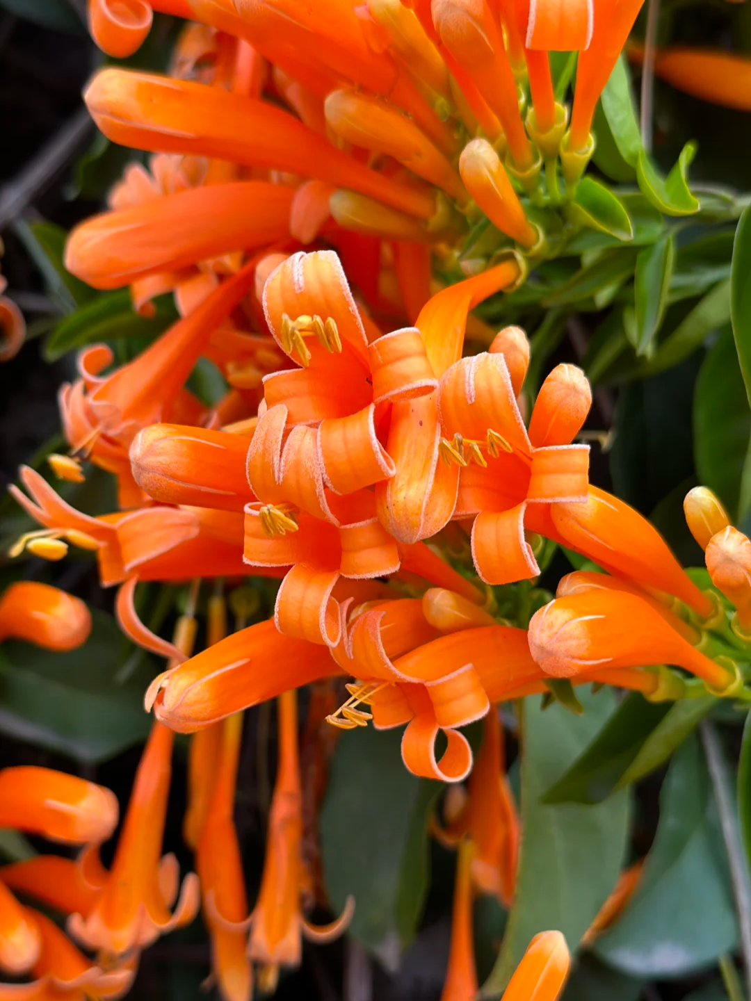 Firecracker Flowers Seeds