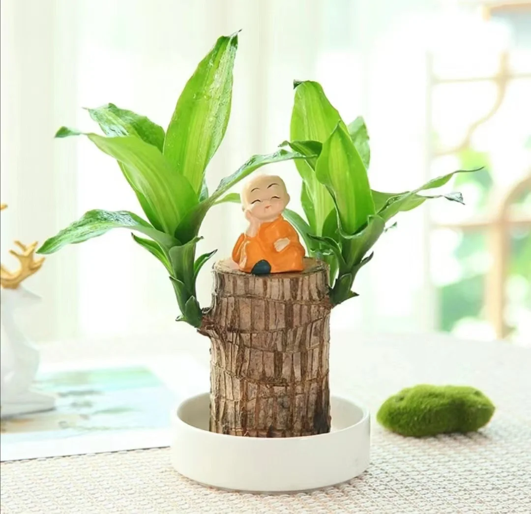 Lucky Brazil Wood Potted Plant