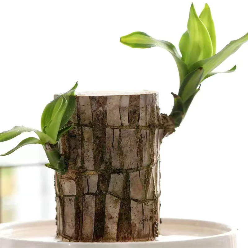 Lucky Brazil Wood Potted Plant