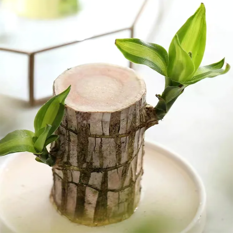 Lucky Brazil Wood Potted Plant