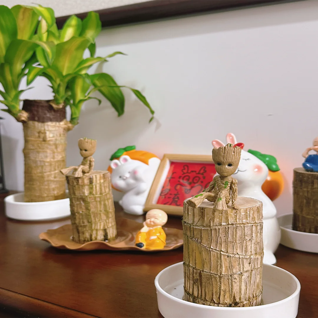 Lucky Brazil Wood Potted Plant