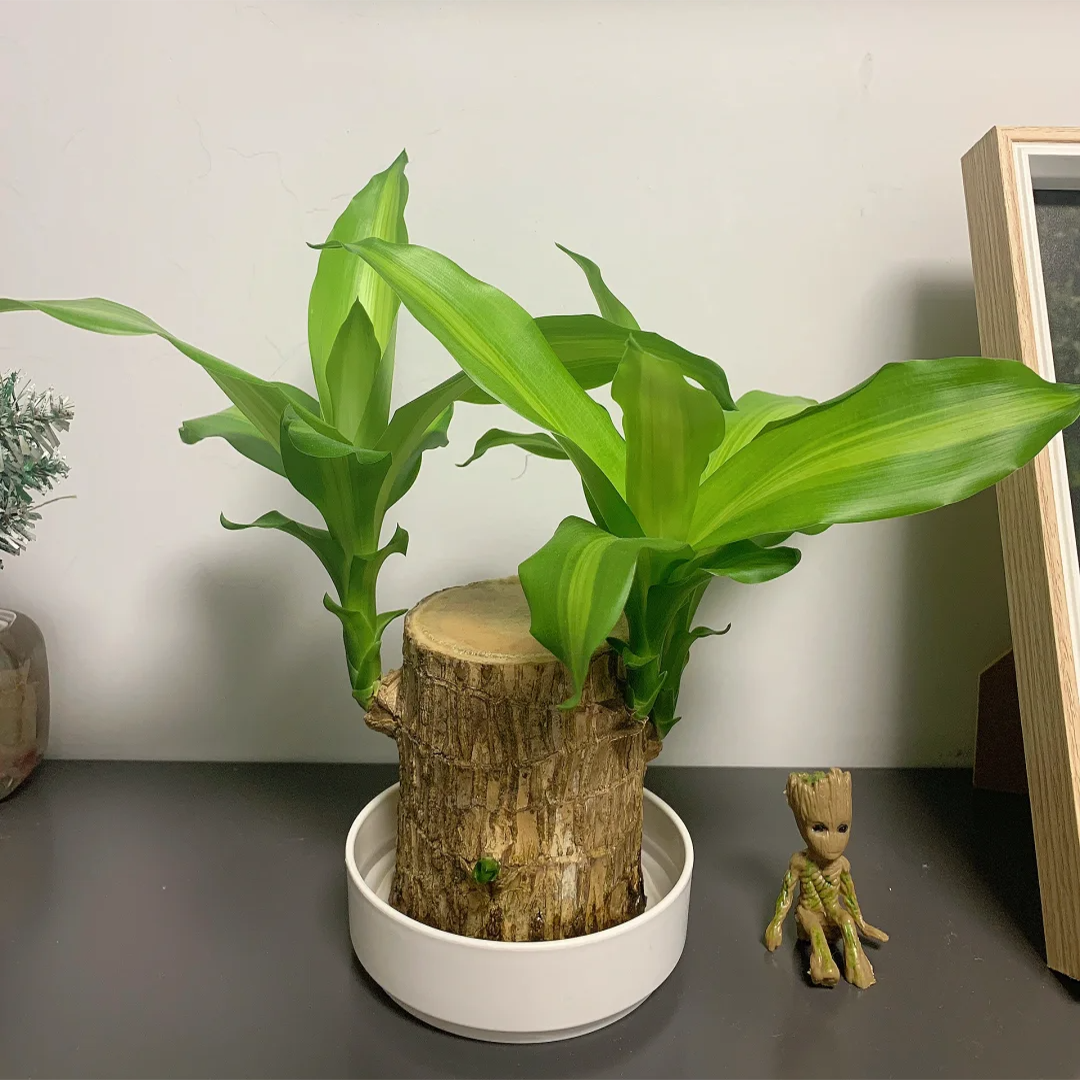 Lucky Brazil Wood Potted Plant