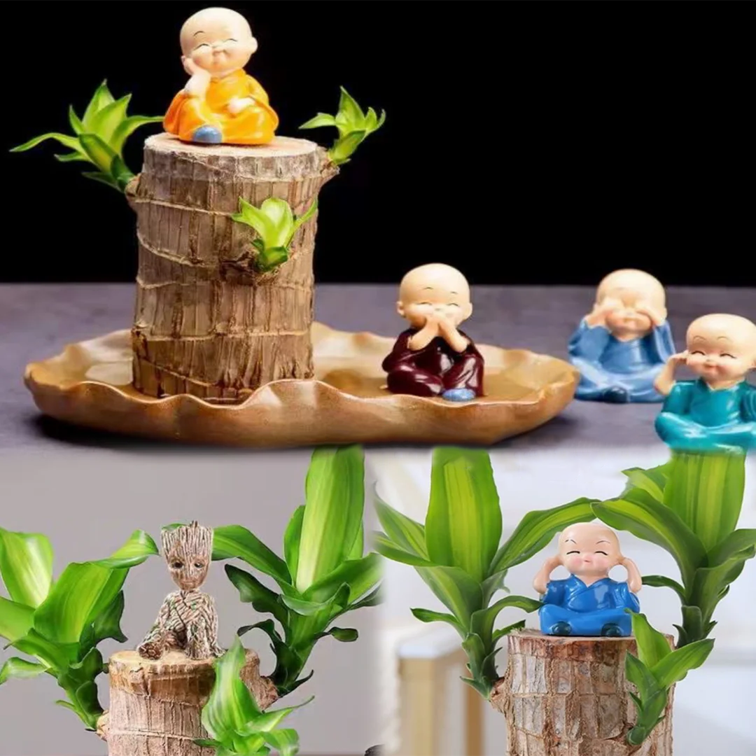 Lucky Brazil Wood Potted Plant