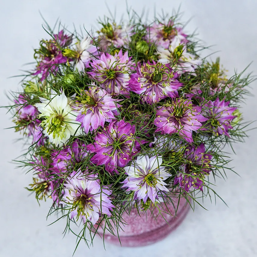 Nigella Sativa Seeds