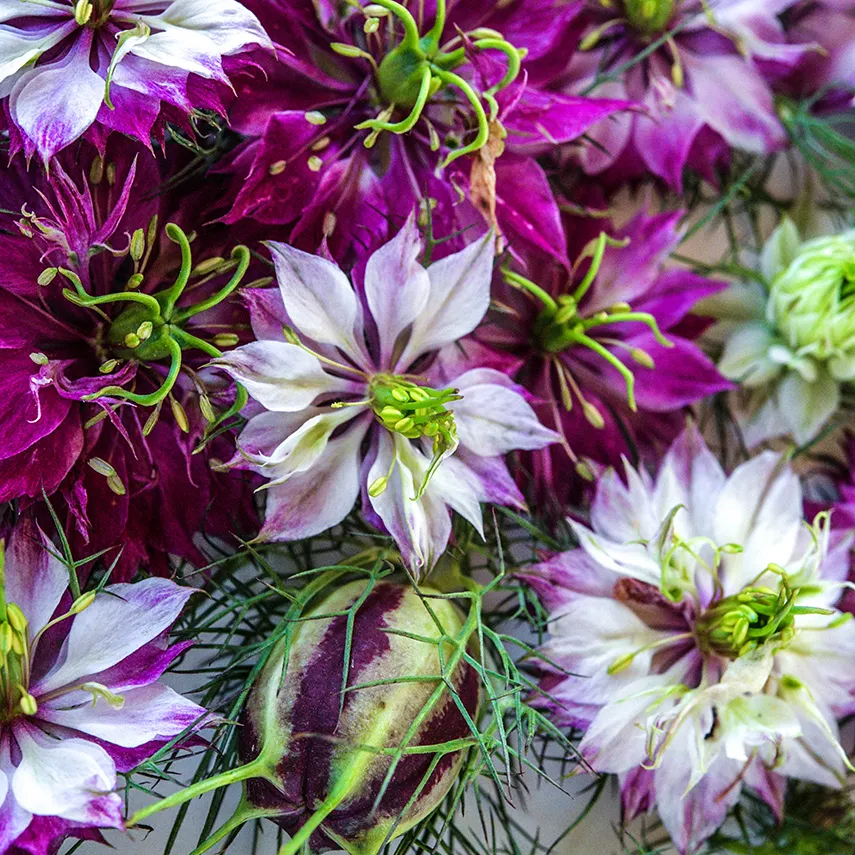 Nigella Sativa Seeds
