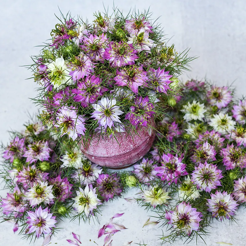 Nigella Sativa Seeds