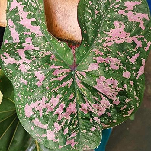 Coleus Seeds - Florida Violet - Easy To Grow Houseplants And Outdoor Perennials