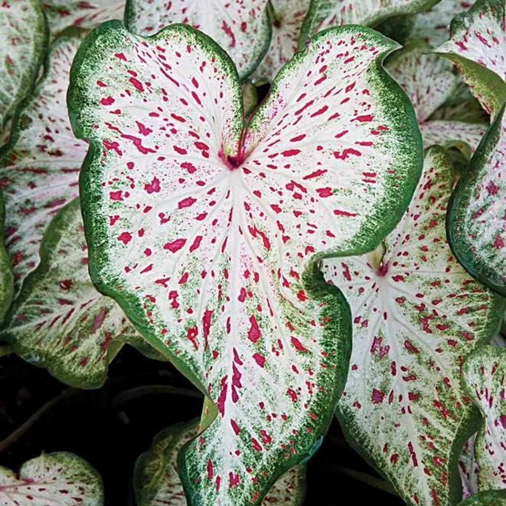 UtopiaSeeds Gingerland Caladium Seeds