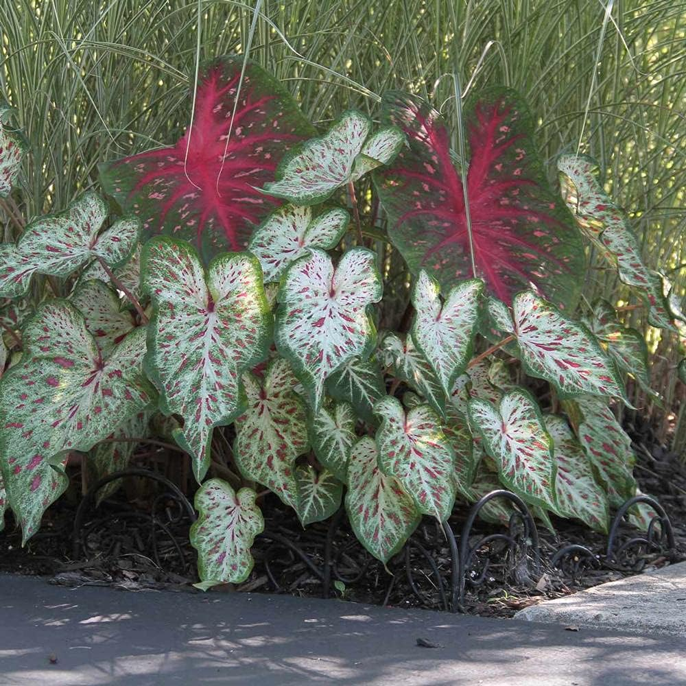 UtopiaSeeds Gingerland Caladium Seeds