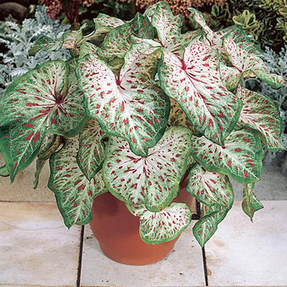 UtopiaSeeds Gingerland Caladium Seeds