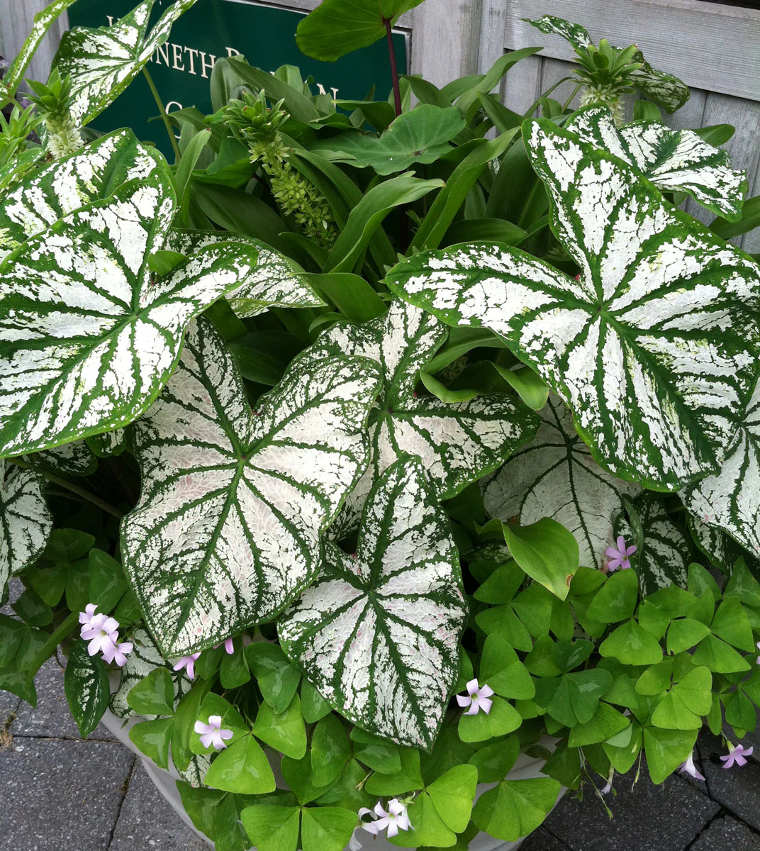 Caladium White Christmas seeds - Beautiful Annuals for Gardens and Patios