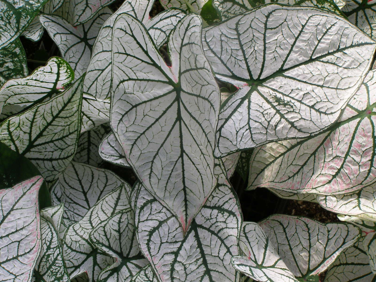Caladium White Christmas seeds - Beautiful Annuals for Gardens and Patios