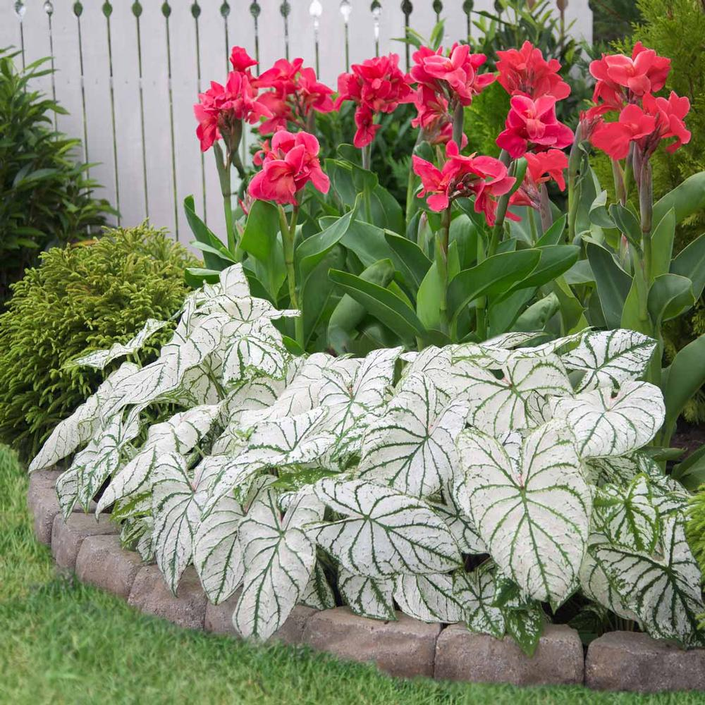Caladium White Christmas seeds - Beautiful Annuals for Gardens and Patios