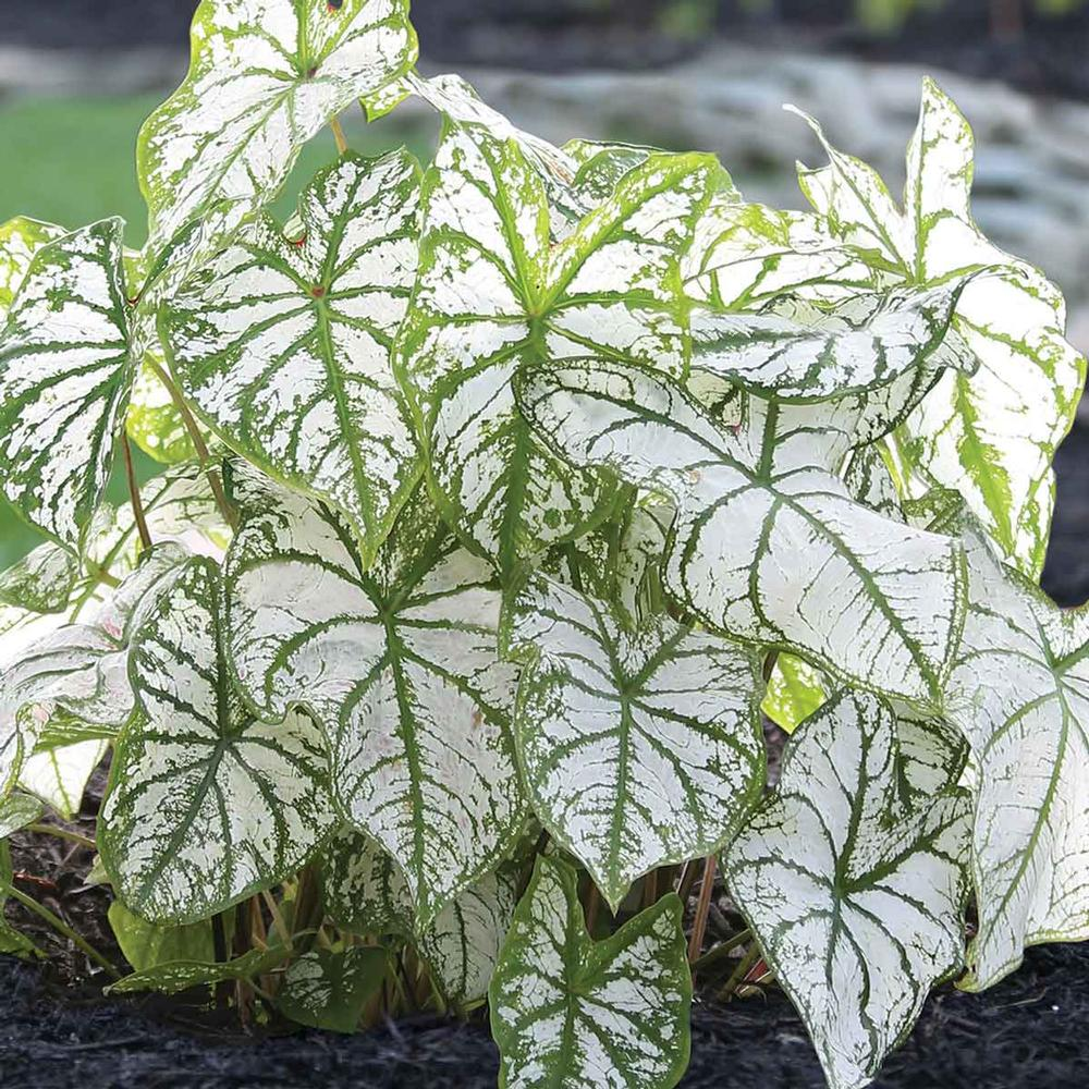 Caladium White Christmas seeds - Beautiful Annuals for Gardens and Patios