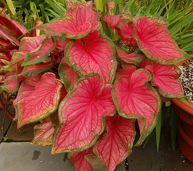Caladium 'Freida Hemple' seeds