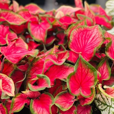 Caladium 'Freida Hemple' seeds