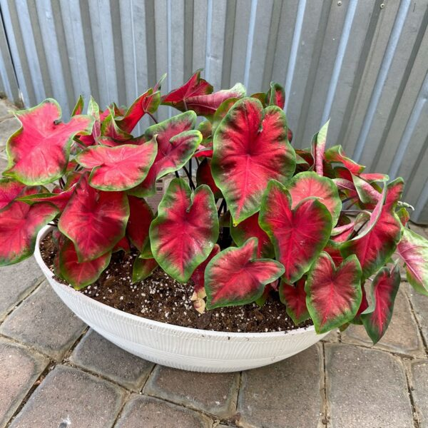 Caladium 'Freida Hemple' seeds