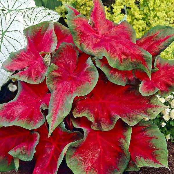 Caladium 'Freida Hemple' seeds