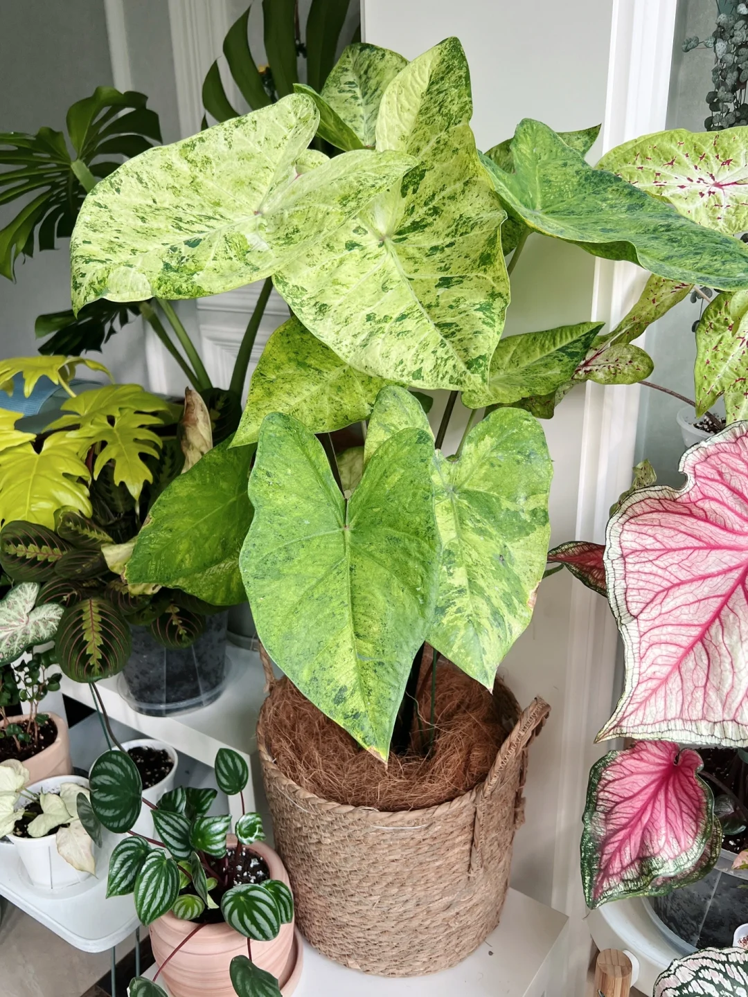 Caladium-Green Frog Seeds