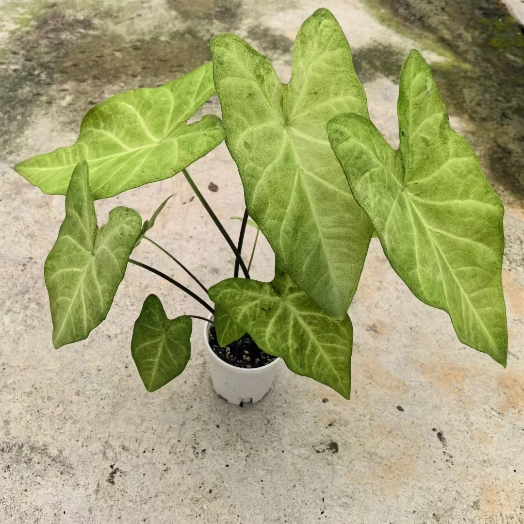 Caladium-Green Frog Seeds