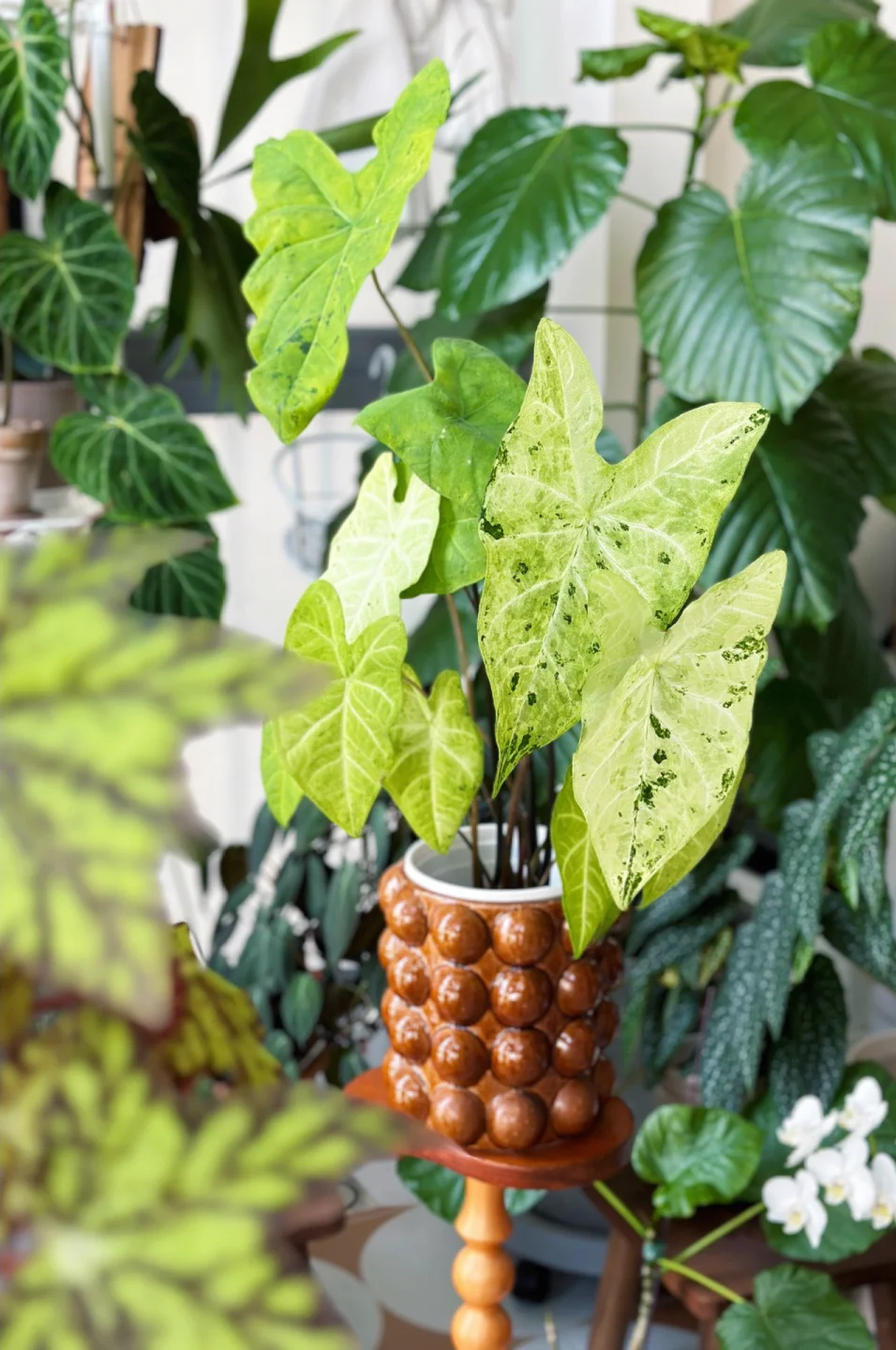 Caladium-Green Frog Seeds