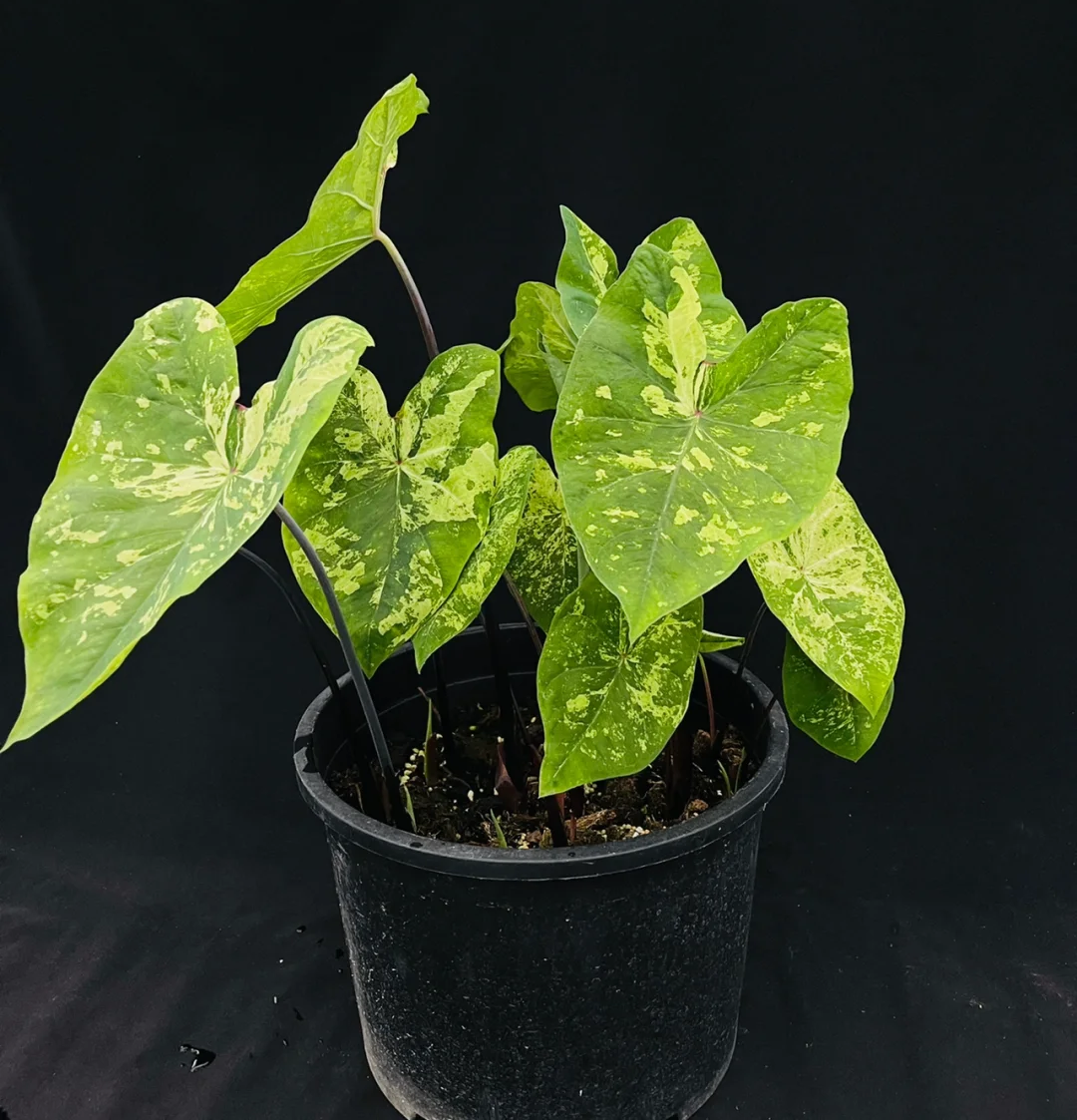 Caladium-Green Frog Seeds