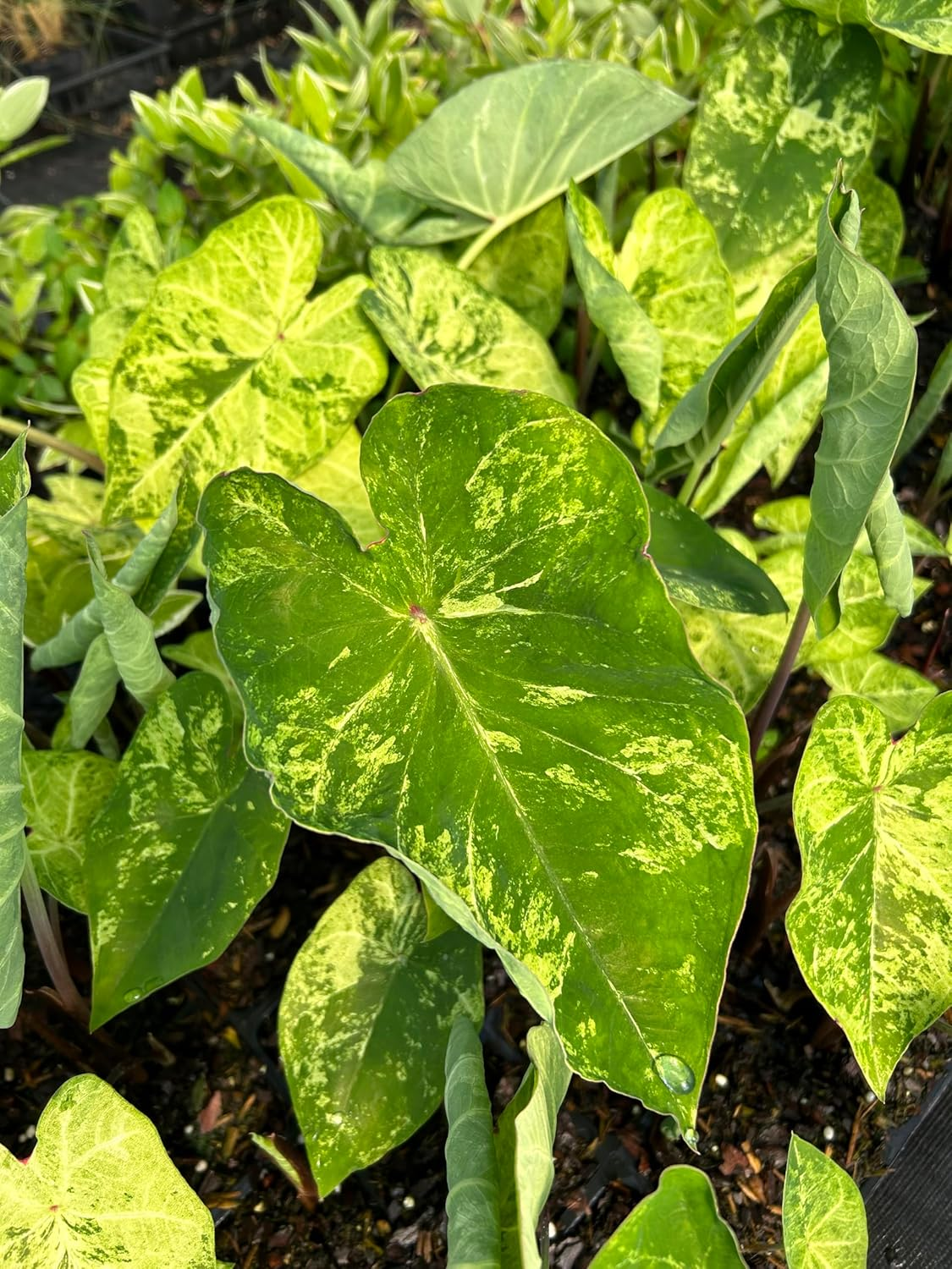 Caladium-Green Frog Seeds