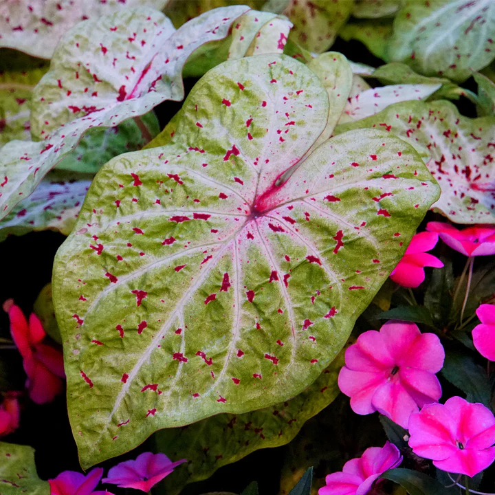 Caladium-Miss Muffet Seeds