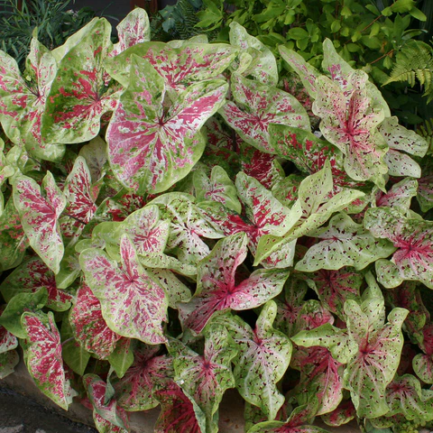 Caladium-Miss Muffet Seeds