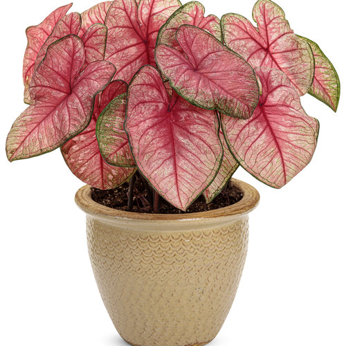Festive Carnival Pink Color Leaf Caladium Seeds