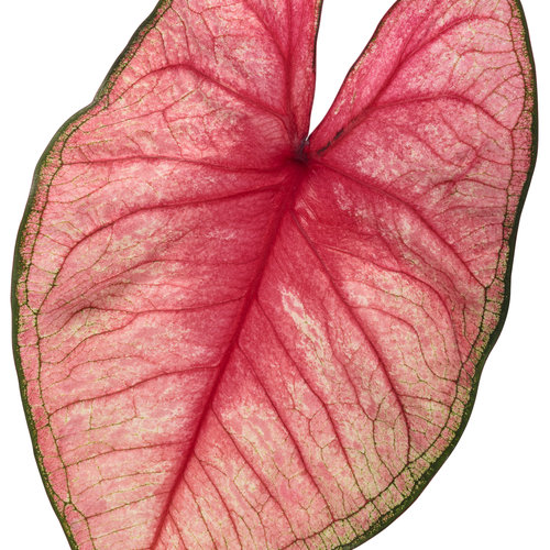 Festive Carnival Pink Color Leaf Caladium Seeds