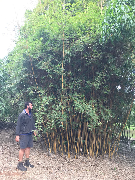 Bambusa Multiplex Cv. Alphonse-Karr Seeds