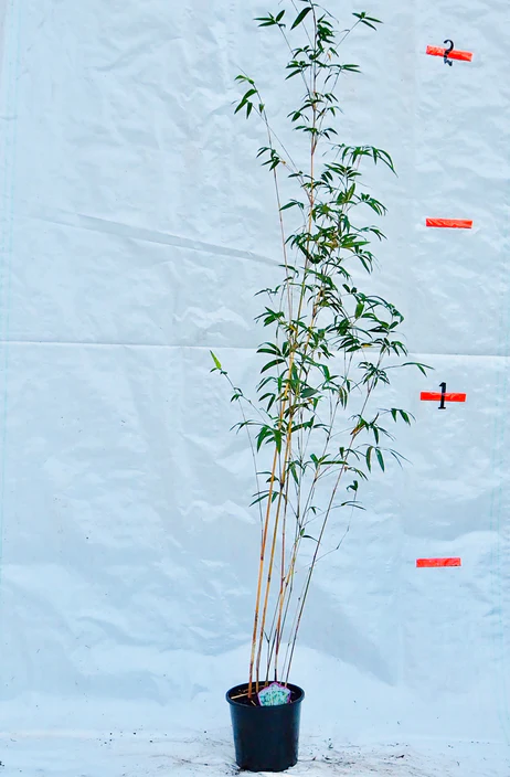 Bambusa Multiplex Cv. Alphonse-Karr Seeds