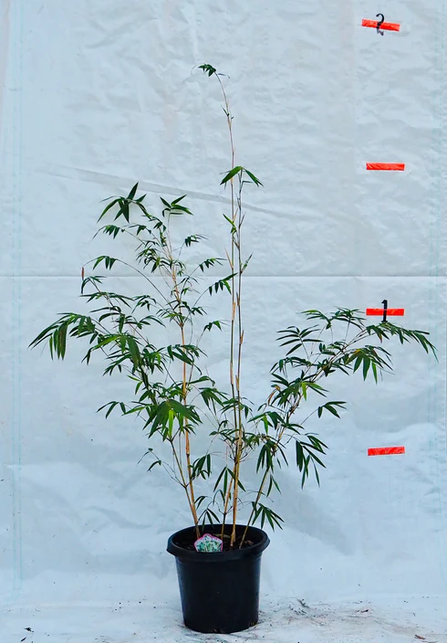 Bambusa Multiplex Cv. Alphonse-Karr Seeds
