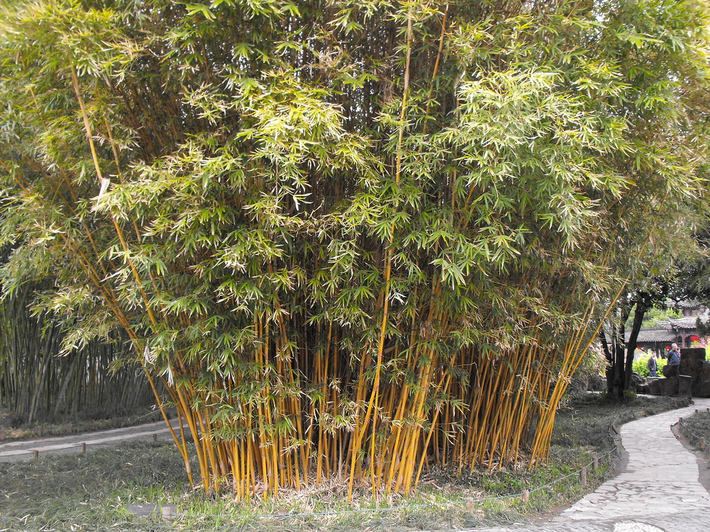 Bambusa Multiplex Cv. Alphonse-Karr Seeds
