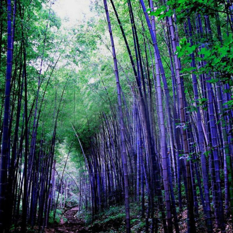 Rare Purple Bamboo Seeds