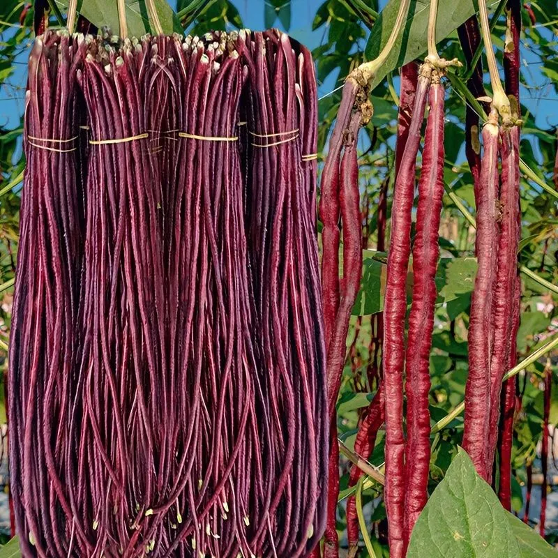 Purple Cowpea Seeds- Organic Purple Yardlong Bean Seeds