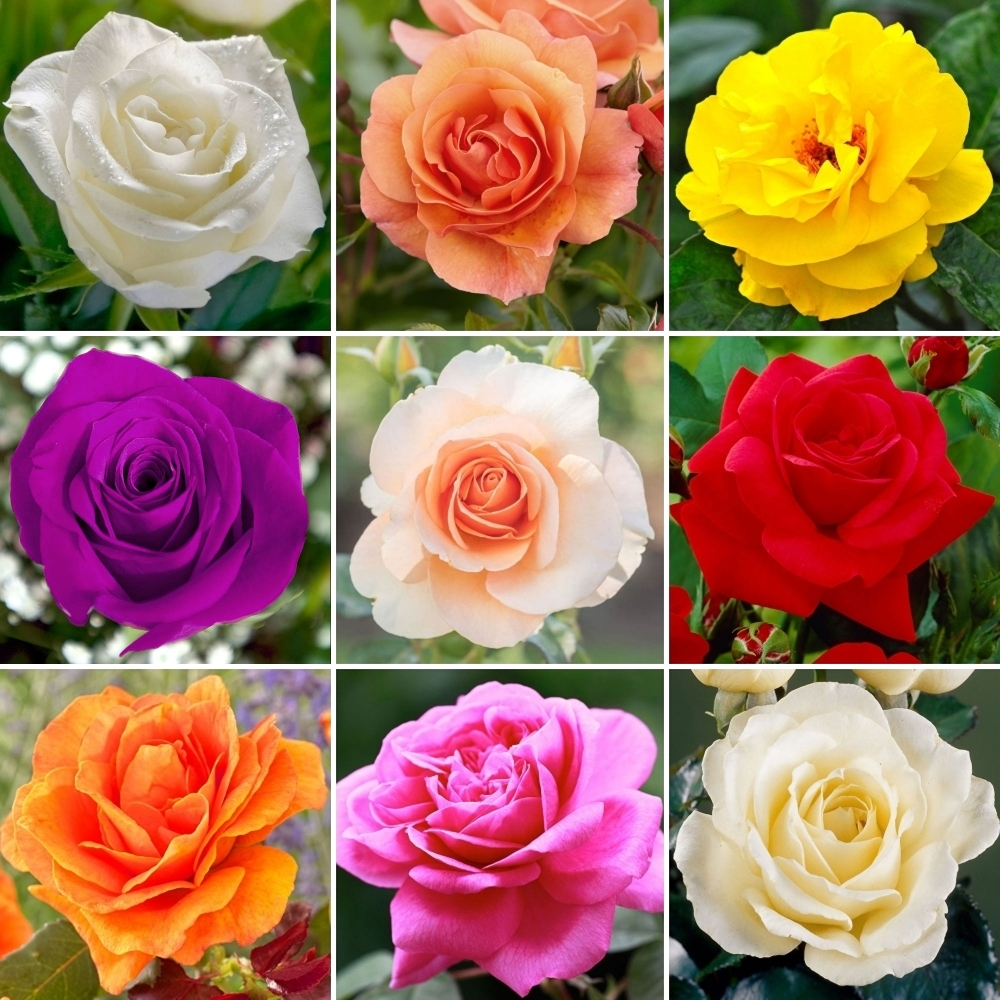 Selected Rose Seed Blind Box--Full Of Surprises and Accidents