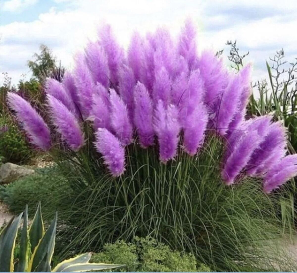 Perennial Pampas Ornamental Grass Seeds