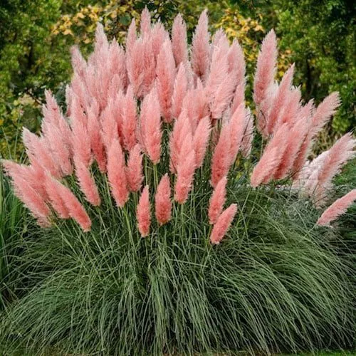Perennial Pampas Ornamental Grass Seeds