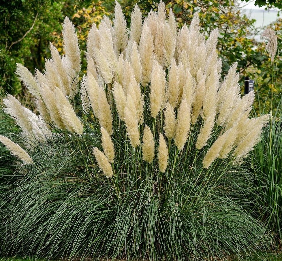 Perennial Pampas Ornamental Grass Seeds