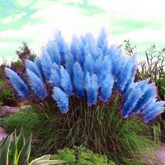Perennial Pampas Ornamental Grass Seeds