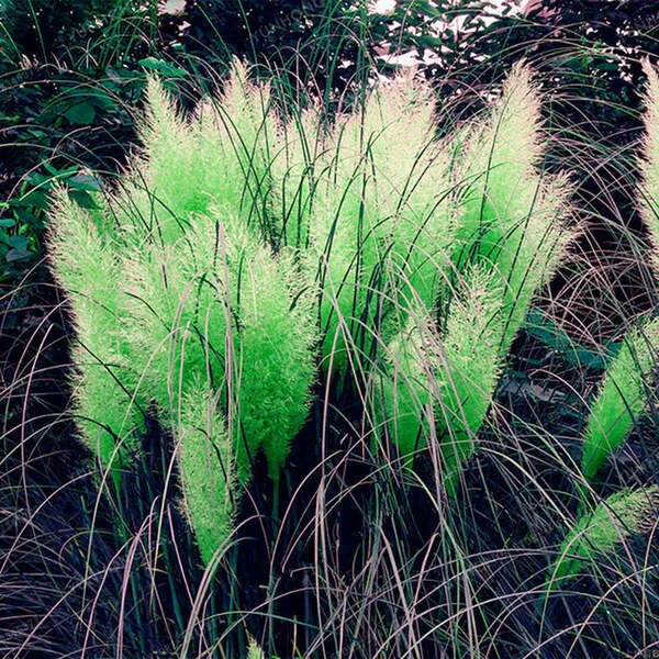 Perennial Pampas Ornamental Grass Seeds