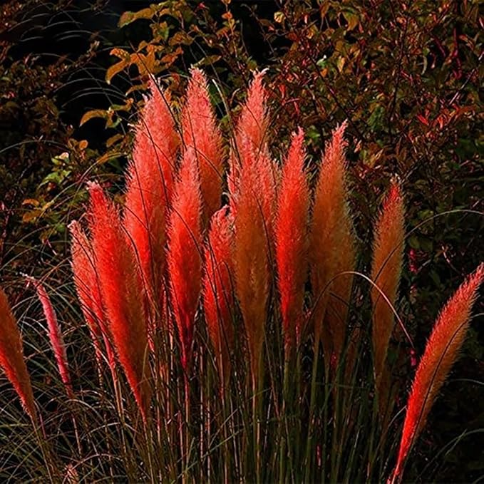 Perennial Pampas Ornamental Grass Seeds